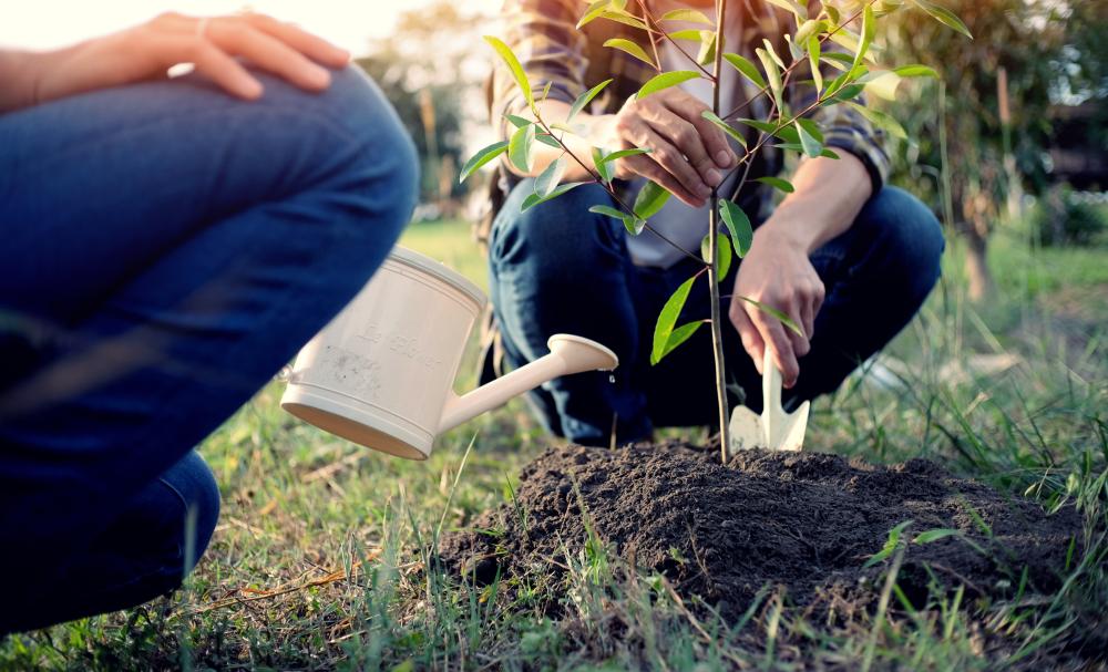 Two people planting and watering a little tree
